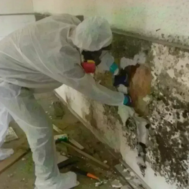 Mold Remediation and Removal in Westover, WV